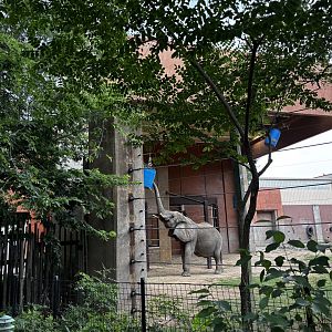 Toledo Zoo - Tembo Trail - Main Elephant Yard