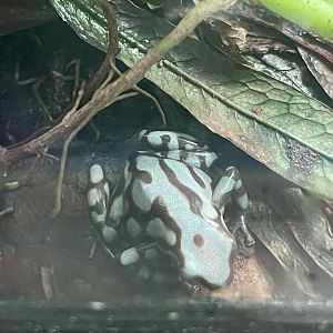 green-and-black poison dart frog “pena blanca” (dendrobates auratus) (1)