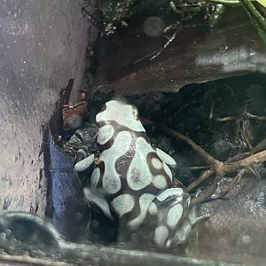 green-and-black poison dart frog “pena blanca” (dendrobates auratus) (2)