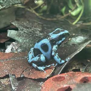 green-and-black poison dart frog “super blue” (dendrobates auratus)
