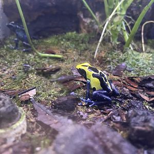 dyeing poison dart frog “robertus” (dendrobates tinctorius)