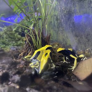 dyeing poison dart frog “regina” (dendrobates tinctorius)