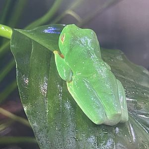 red-eyed tree frog (agalychnis callidryas)