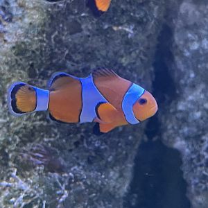common clownfish (amphiprion ocellaris)