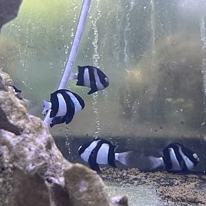 whitetail damselfish (dascyllus aruanus)