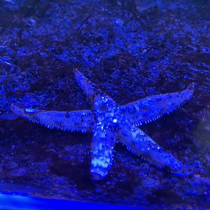 sand sifting starfish (astropecten polyacanthus)