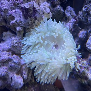 malu anemone (radianthus malu)