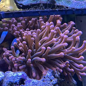 ritteri anemone (radianthus magnifica)