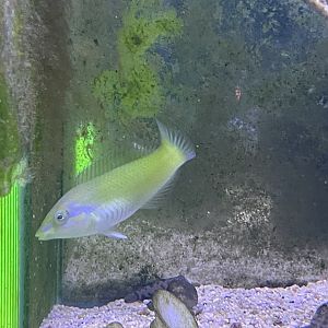 pastel-green wrasse (halichoeres chloropterus)