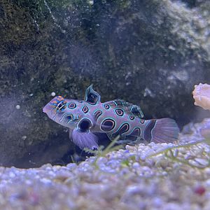 picturesque dragonet (synchiropus picturatus)