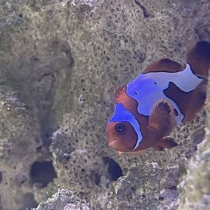 common clownfish (blacker ice morph) (amphiprion ocellaris)
