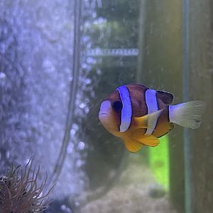 clark’s anemonefish (amphiprion clarkii)