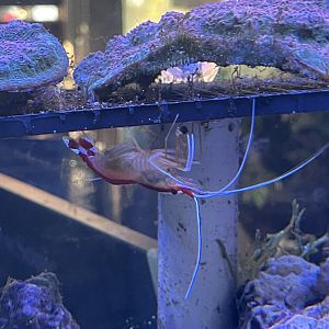 pacific cleaner shrimp (lysmata amboinensis)
