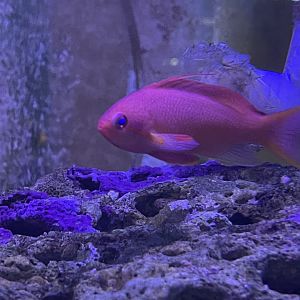scalefin anthias (pseudanthias squamipinnis)