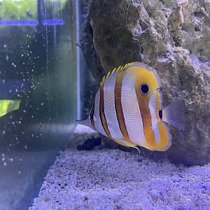 copperband butterflyfish (chelmon rostratus)