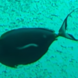 Naso elegans or Naso lituratus