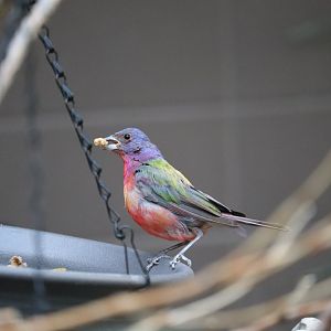 Bird House - Painted Bunting
