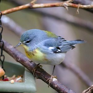 Bird House - Northern Parula