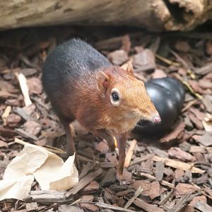 Small Mammal House - Black & Rufous Elephant Shrew