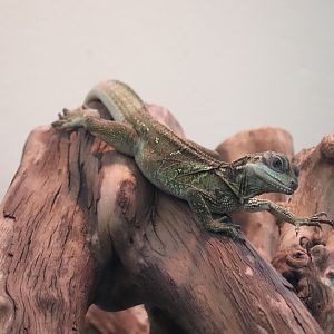 Reptile Discovery Center - Weber's Sailfin Lizard