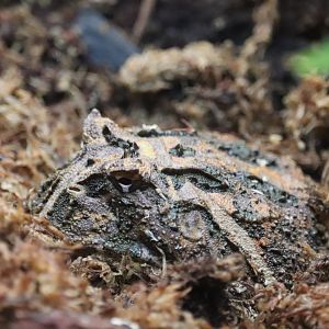 Amazonia - Cranwell's Horned Frog