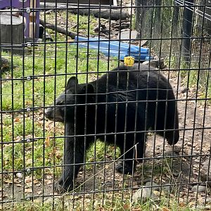 Black Bear cub
