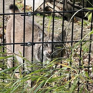 Canada Lynx