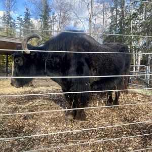 Bull Yak