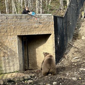 Brown Bear interaction with Keeper