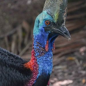 Cassowary ID? (Johor Zoo, Johor, Malaysia)