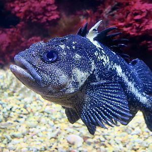 China Rockfish (Sebastes nebulosus)