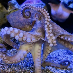 California Two-Spot Octopus (Octopus bimaculoides)