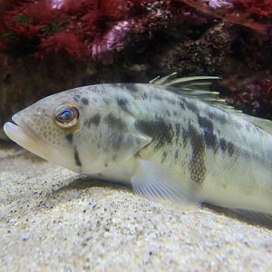 Barred Sand Bass ((Paralabrax nebulifer))