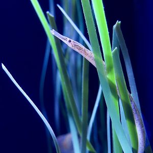 Bay Pipefish (Syngnathus californiensis)