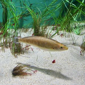 Señorita Wrasse (Oxyjulis californica)