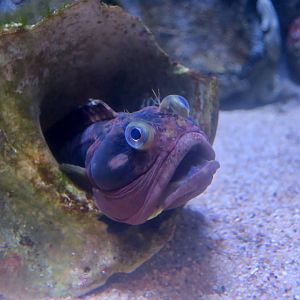Sarcastic Fringehead (Neoclinus blanchardi)