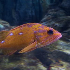 Rosy Rockfish (Sebastes rosaceus)