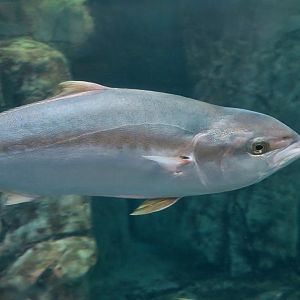 California Yellowtail (Seriola dorsalis)