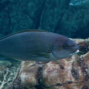 Ocean Whitefish (Caulolatilus princeps)