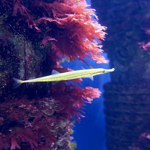 Tubesnout (Aulorhynchus flavidus)