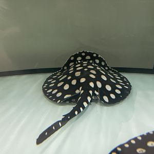 xingu river ray (potamotrygon leopoldi)