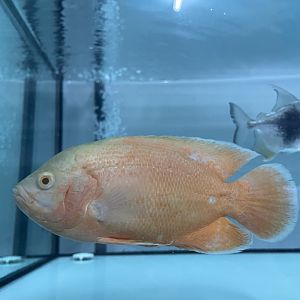 oscar (lemon morph) (astronotus ocellatus)