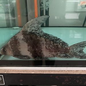 chinese high-fin banded shark (myxocyprinus asiaticus)