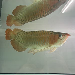 asian arowana (scleropages formosus)