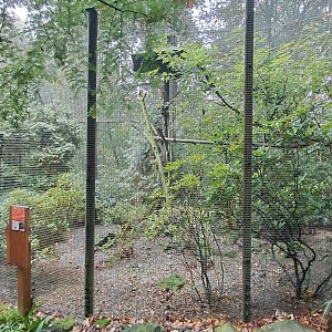 Temminck's tragopan aviary