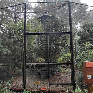 Temminck's tragopan aviary
