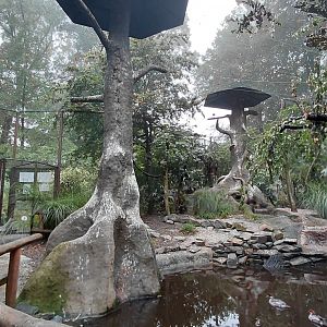 Chinese lowlands walkthrough aviary