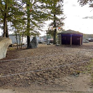 Domestic yak exhibit