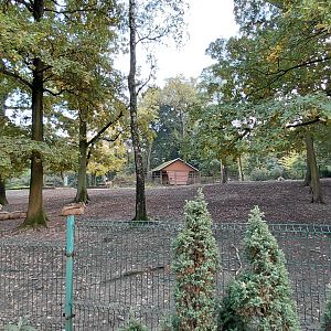 Père David's deer exhibit