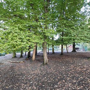 Père David's deer exhibit